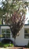 Crimson Pointe Flowering Plum